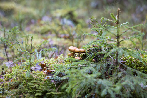 Mushrooms next to a small spruce tree