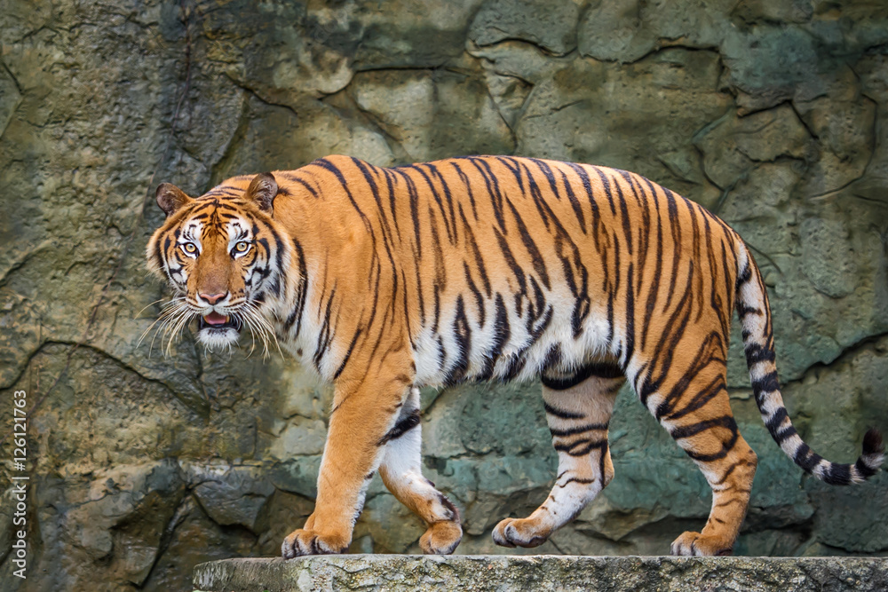 Obraz premium Tygrys