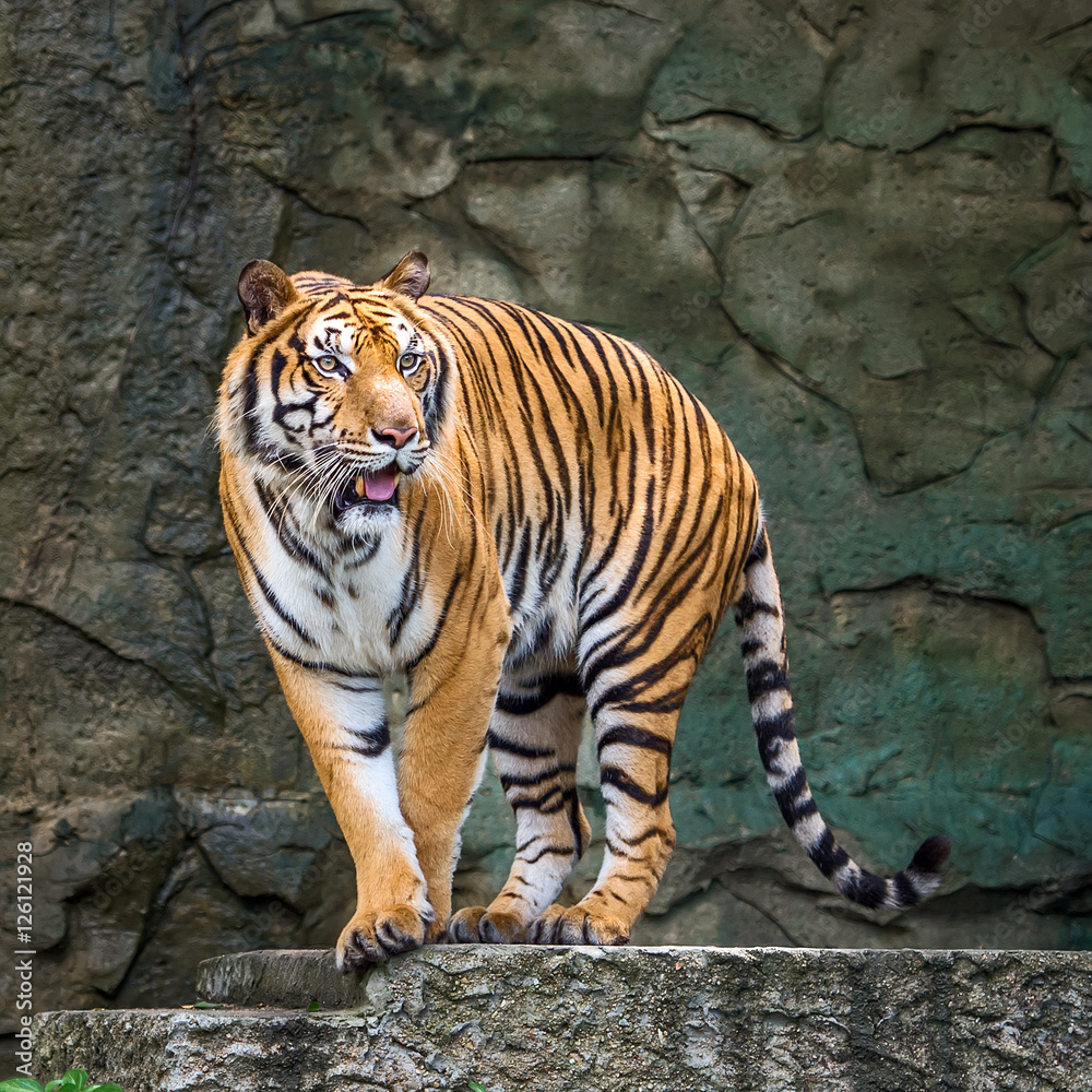 Fototapeta premium Tiger