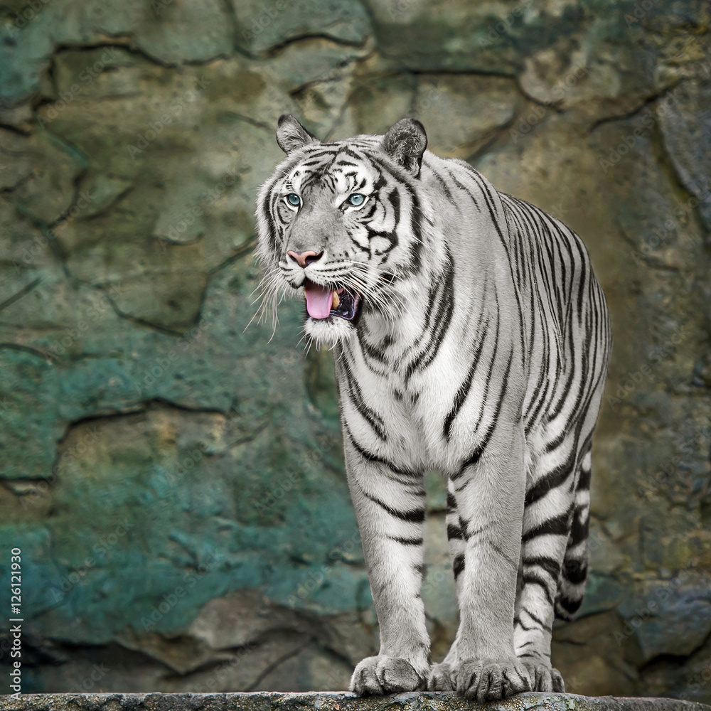 Naklejka premium White Tiger