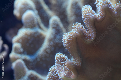 detail of coral sea © jonnysek