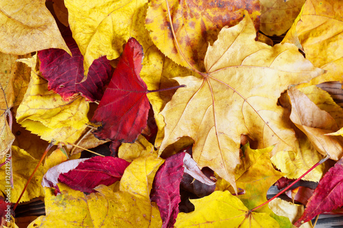 Background with yellow and red leave