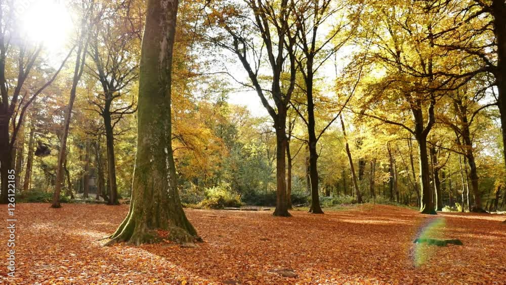foret en automne travelling (4k)