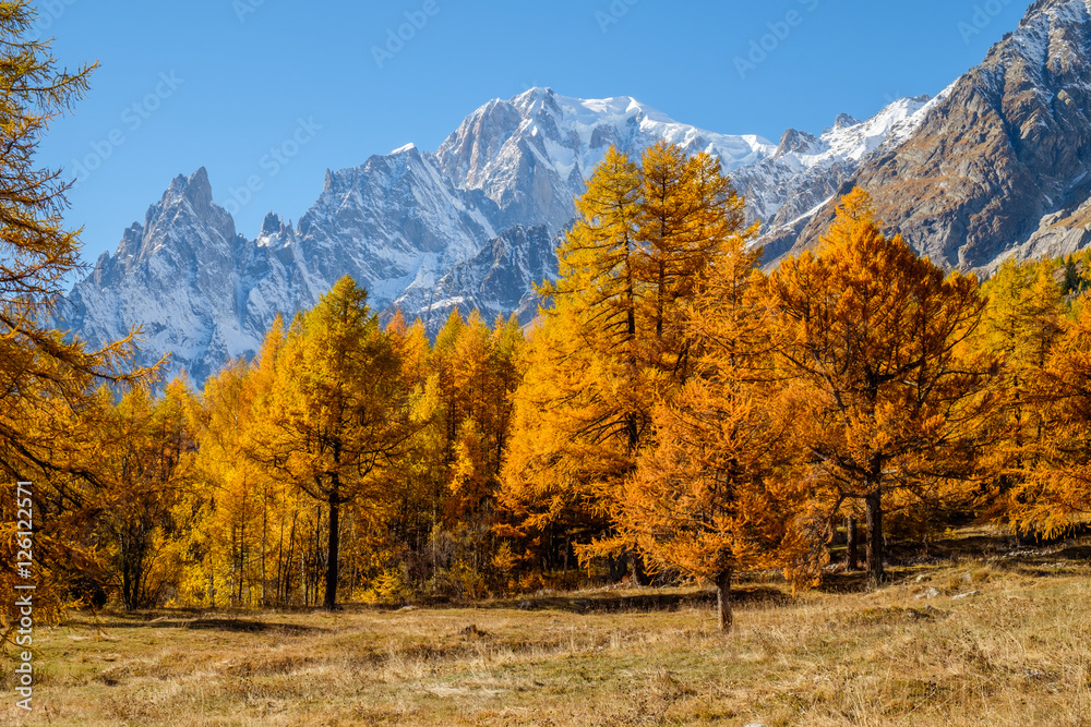 Mont Blanc, autumn colors larches forest with blue sky, Ferret valley, Aosta Valley, italian alps, Italy