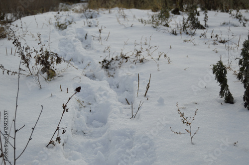 Footsteps on the snow