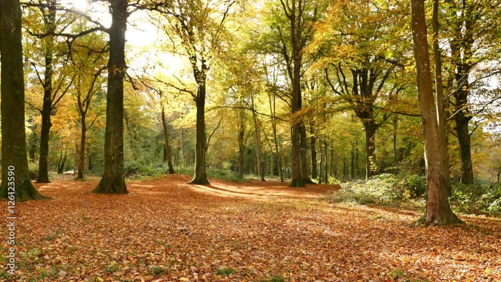 foret en automne plan fixe 4k