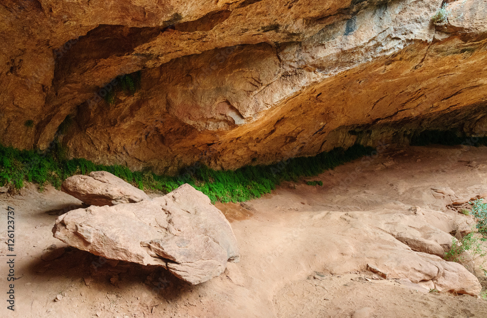 Obraz premium Zion National Park