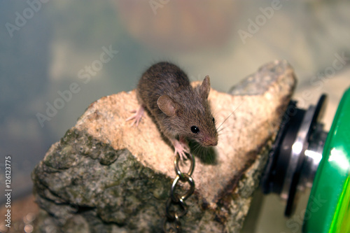 Mouse on a rock with a chain