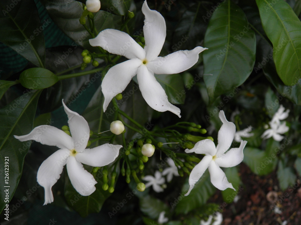 white flowers 