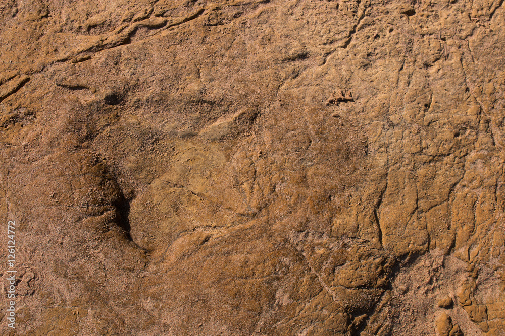 Dinosaur footprints on stone Dinosaur footprints on stone