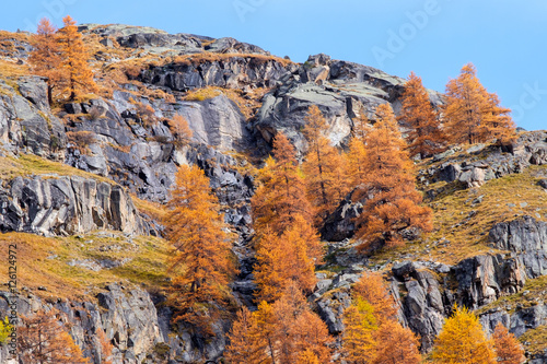 Autumn colors larches trees on the mountain rocks, mountain landscape, Aosta Valley, italian alps, Italy