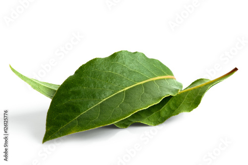 Two bay leaves isolated on white. photo