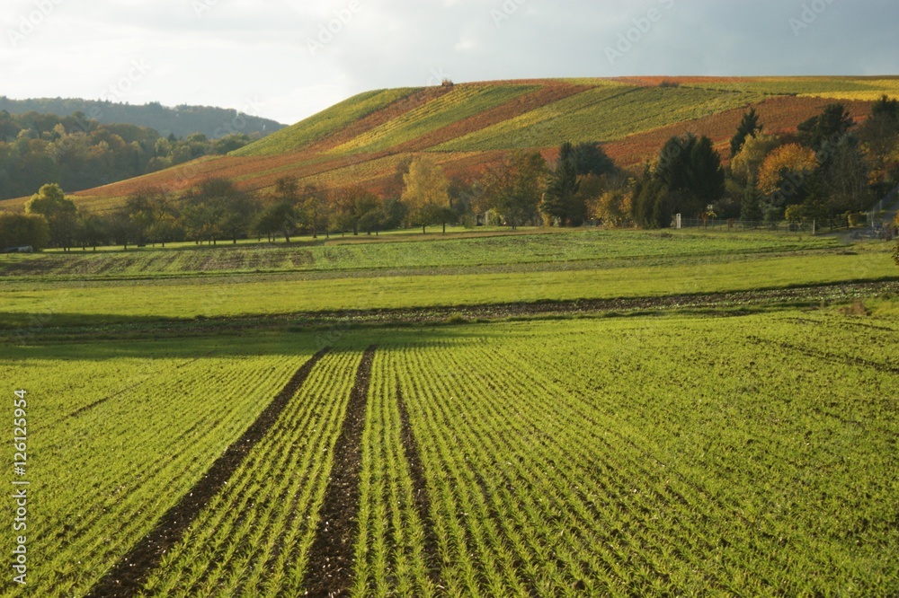 Herbst in den Weinbergen