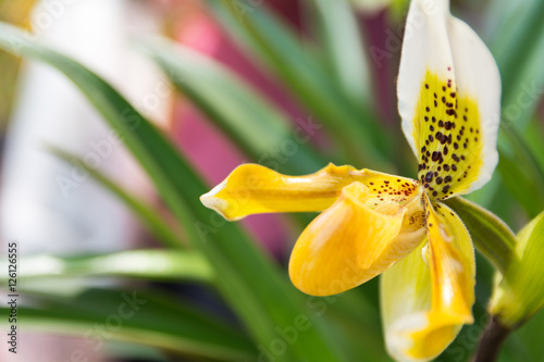 Yellow Paphiopedilum orchid. photo