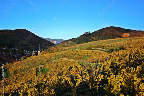 Grape autumn field in Ribeauvillé. Alsace, France. view of the city from the hill 4