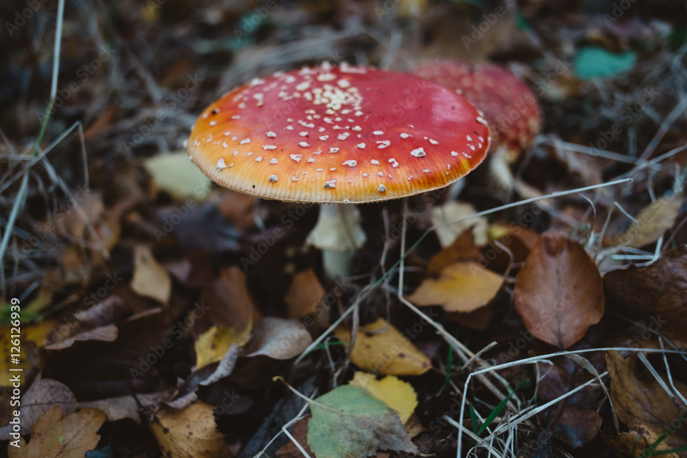 Toadstool Toadstool