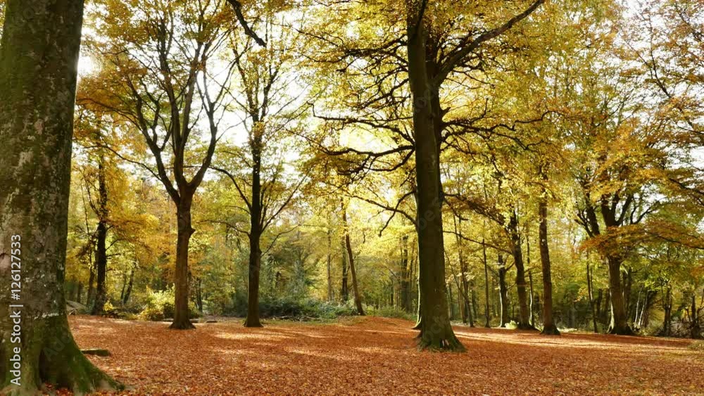 plan fixe de la forêt en automne