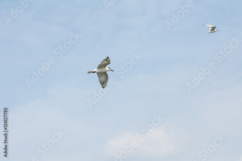 The amazing scene,The bird flying on the sea with the shadows on white sea at Mouth of bangpakong river in Chachengsao Provice east of Thailand. photo