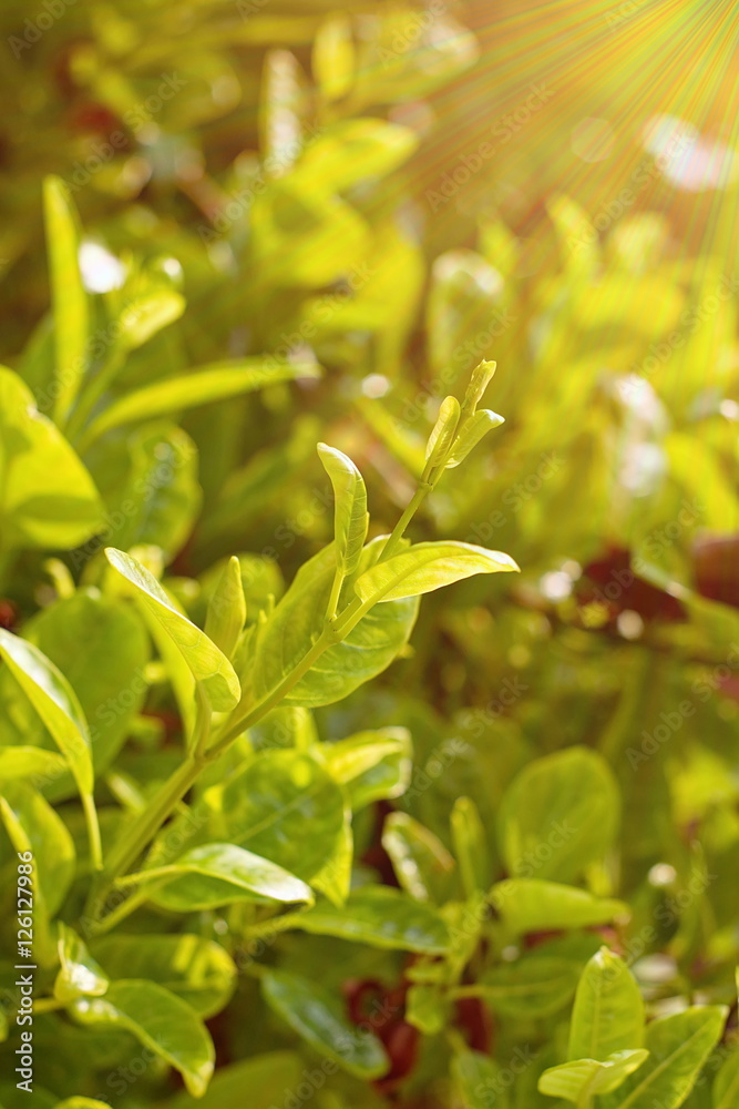 Leaf of Wild Allamanda or Hammock viperstail flower with light e