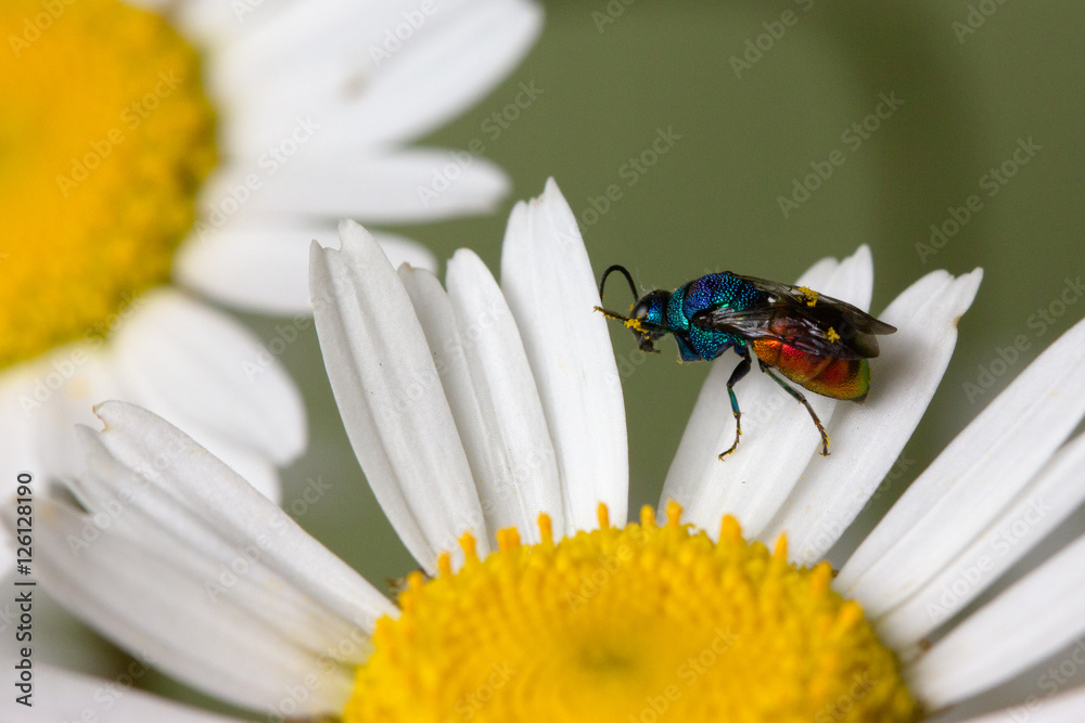 Close photo of cuckoo wasps or emerald wasps. Close photo of cuckoo wasps or emerald wasps.