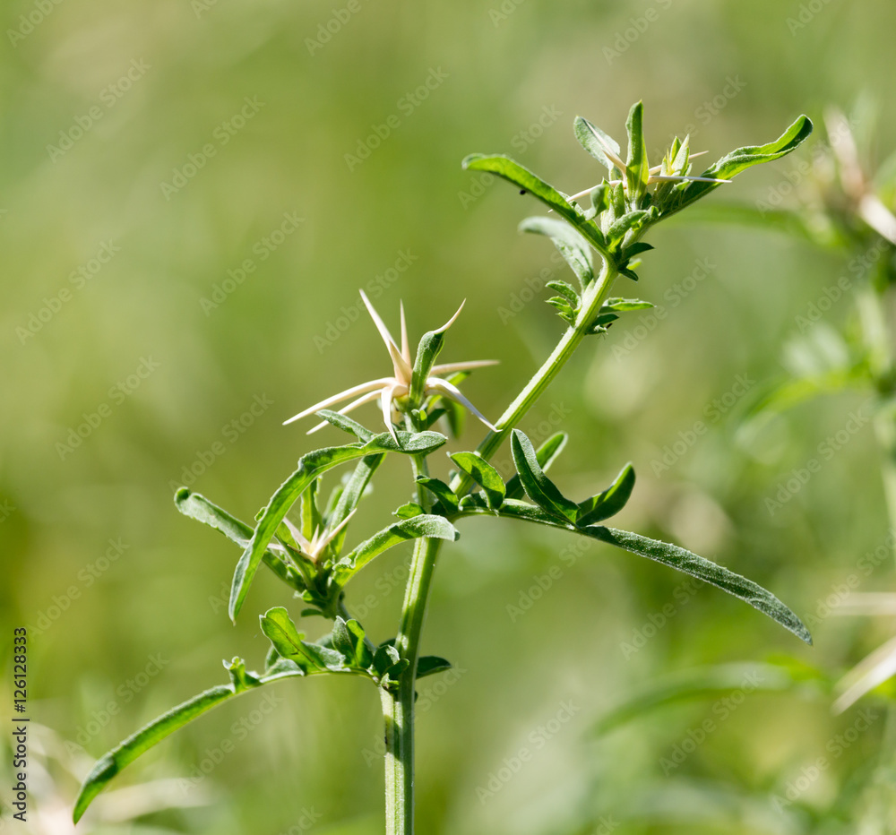 prickly plant in nature