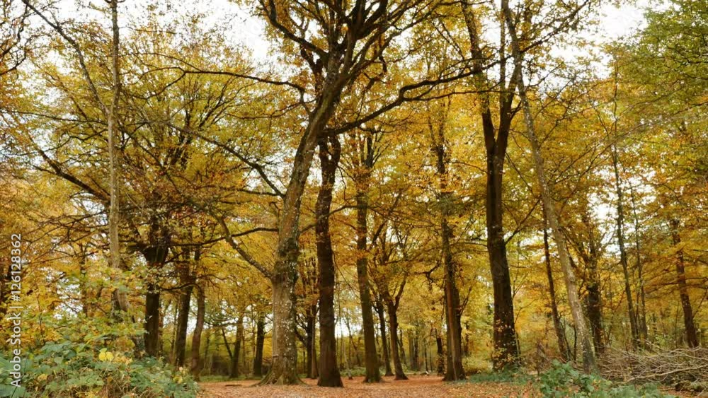 plan fixe de la forêt en automne plan fixe de la forêt en automne
