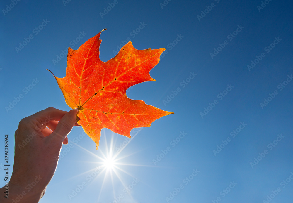 Fototapeta premium Closeup of a hand holding a red maple leaf against sunny, blue sky in the fall