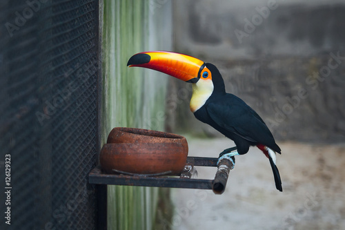 toucan toco photo