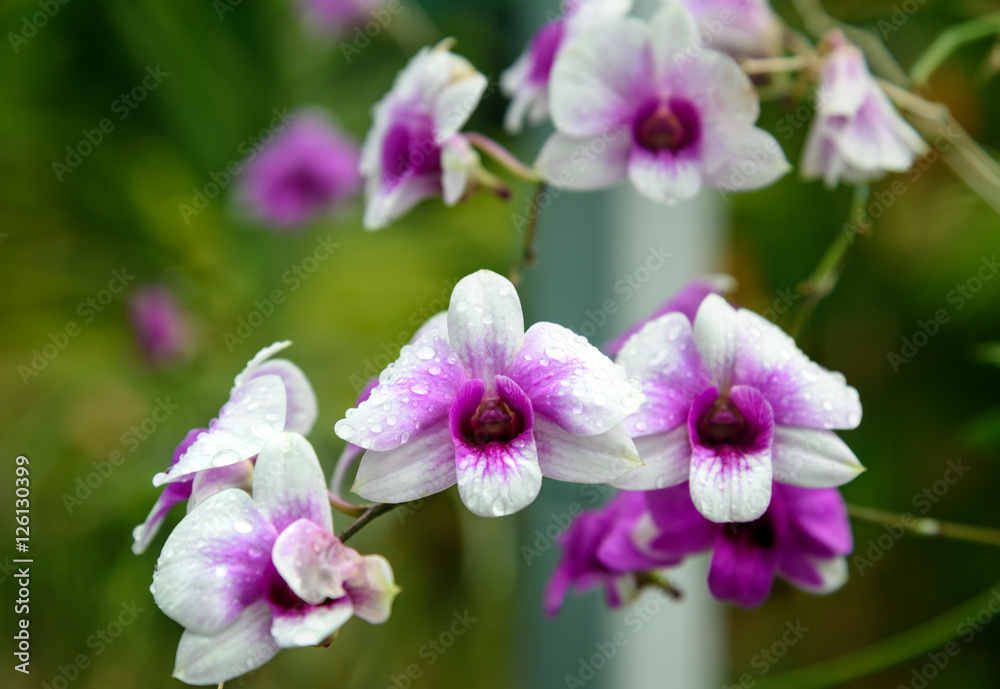 Dendrobium enobi purple orchids