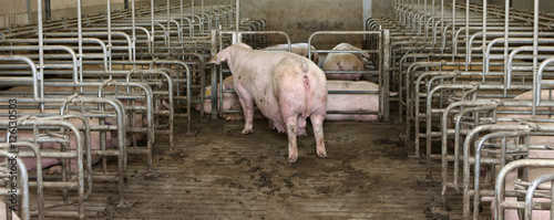 Pigs in stable photo