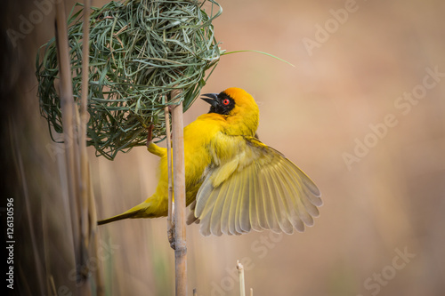 Southern masked-weaver male photo