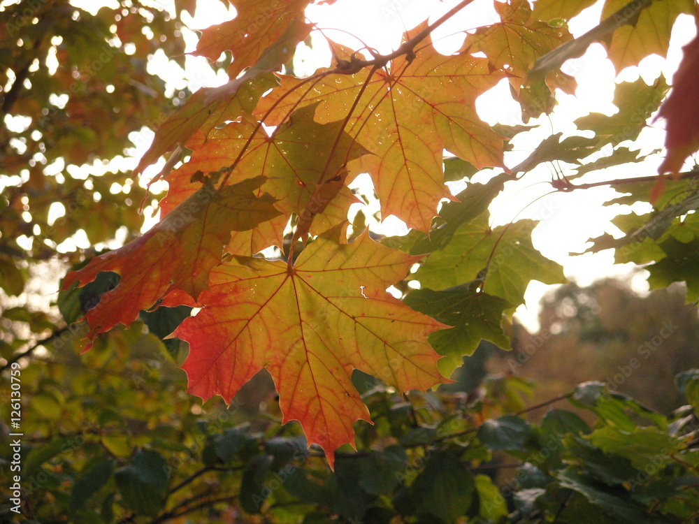 Herbstfarben