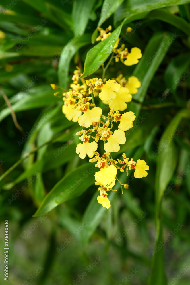 Fototapeta premium Oncidium goldiana orchids, Golden Shower