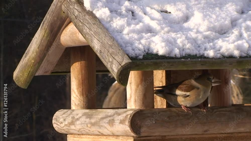 Der Kernbeißer beißt Kerne im schneebedeckten Vogelhaus
