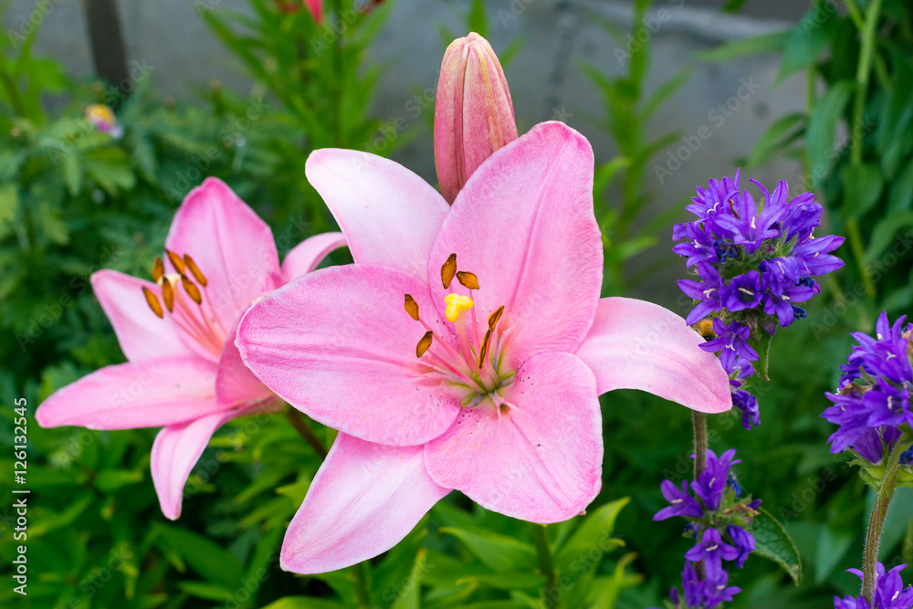 Pink Lily closeup with yellow pistil Pink Lily closeup with yellow pistil