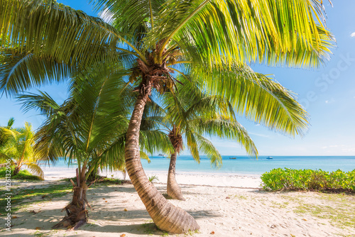 Palm trees on the beach in Praslin island, Seychelles © lucky-photo