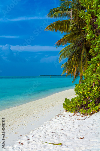 Fototapeta Naklejka Na Ścianę i Meble -  Palm trees leaning over sand beach, Maldives