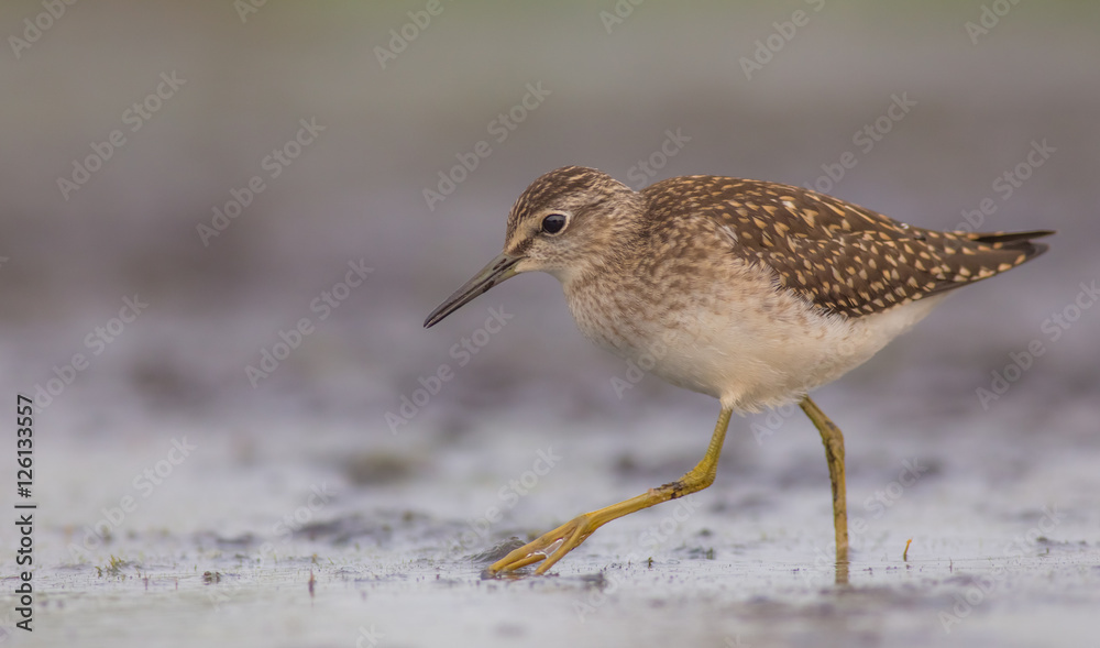 Wood Sandpiper / Tringa glareola Wood Sandpiper / Tringa glareola