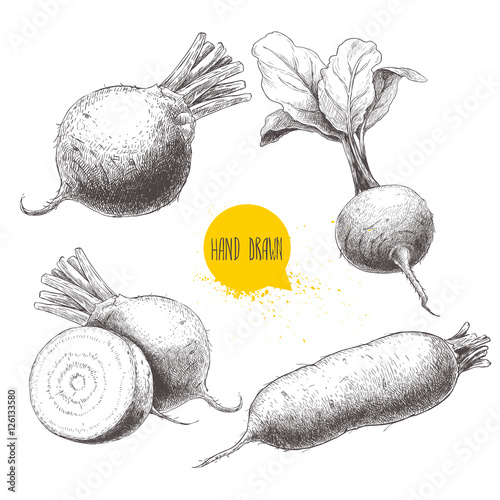 Set of hand drawn beet root. Beet with leafs, half of beet, long beet. Sketch vintage vector illustration.