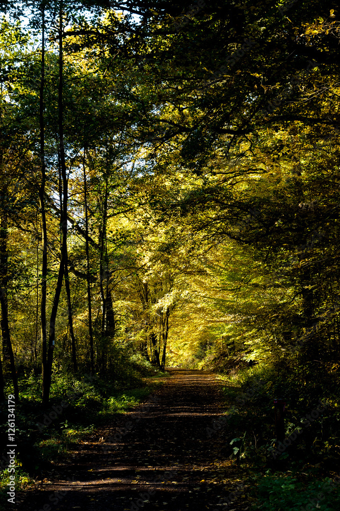 Naklejka premium Herbstland- Waldweg