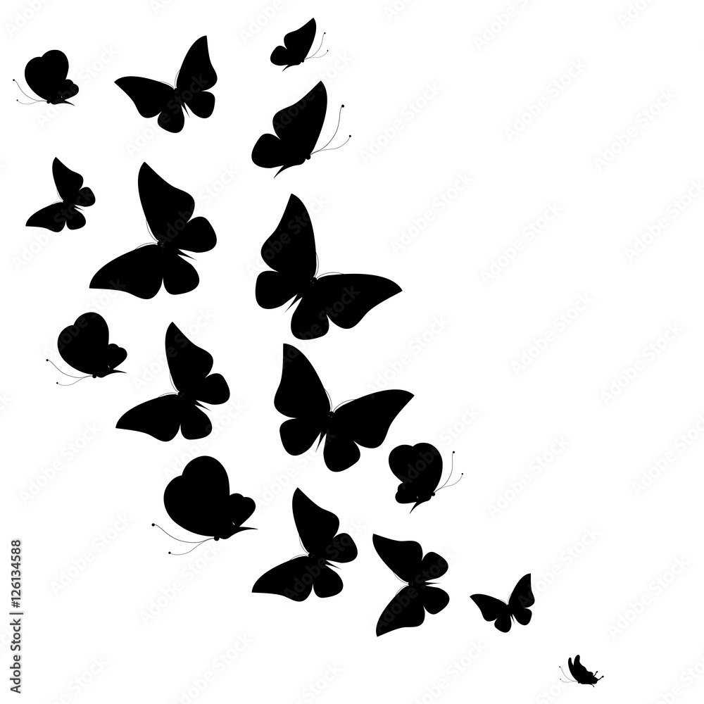 black butterflies,isolated on a white