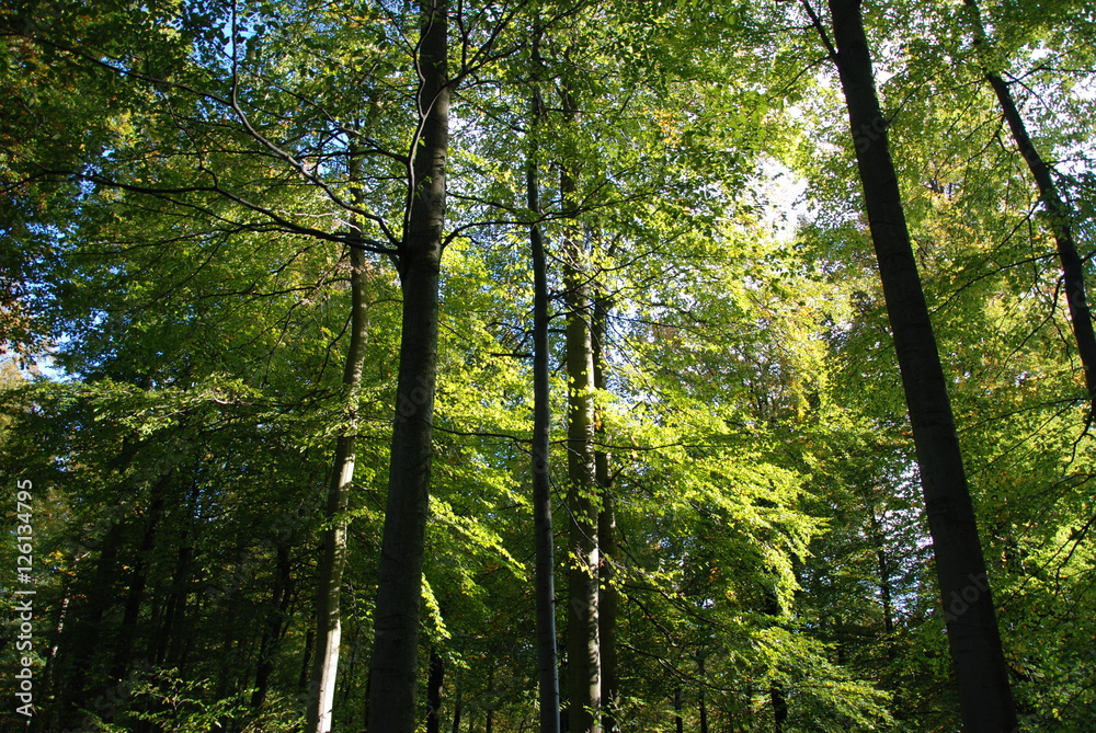 Obraz premium Herbst in Bad Salzdetfurth