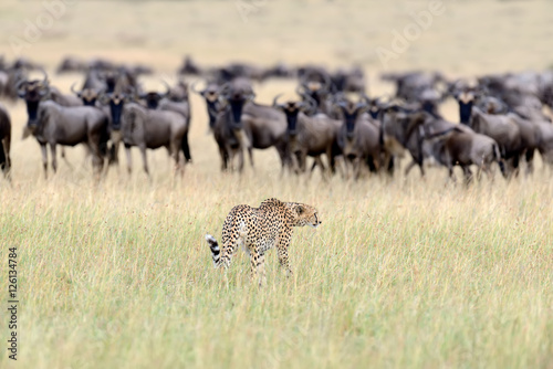 Fototapeta Naklejka Na Ścianę i Meble -  Wild african cheetah