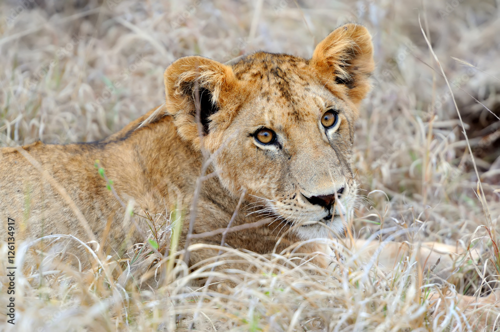 Lion in National park of Kenya Lion in National park of Kenya
