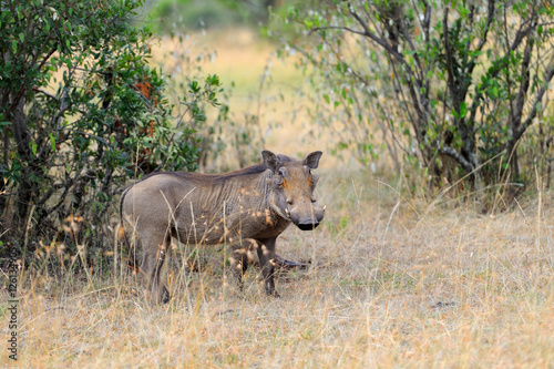 Warthog on the National Park, Kenya