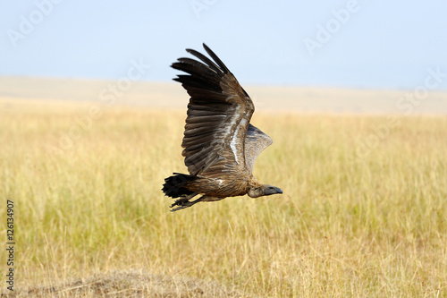 Vulture flying. Masai Mara National Park © byrdyak