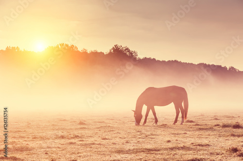 horses grazing on pasture © Leonid Tit