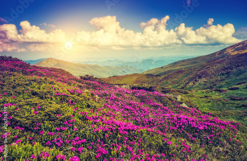 Fantastic pink flowers