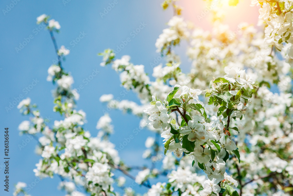 branch of apple tree