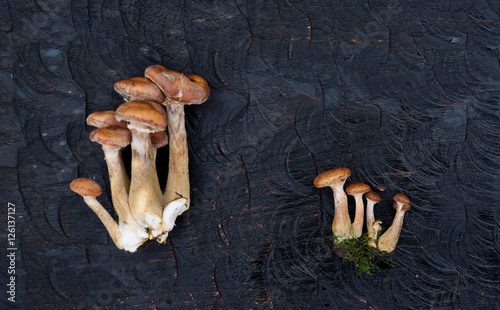 Bunches of honey fungi on black wooden board